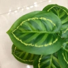 Nine green peacock leaves Application Scenario